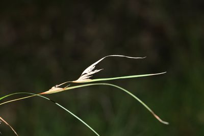 Themeda triandra, photographed by Greg Tasney