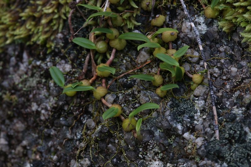 Bulbophyllum newportii, photographed by Hugo Innes