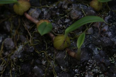 Bulbophyllum newportii, photographed by Hugo Innes