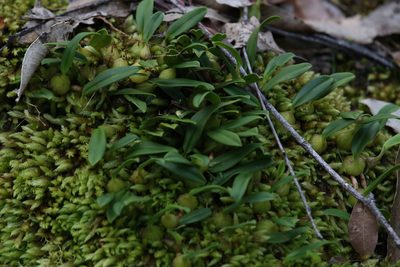 Bulbophyllum newportii, photographed by Hugo Innes