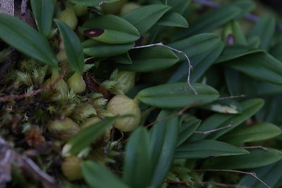 Bulbophyllum newportii, photographed by Hugo Innes