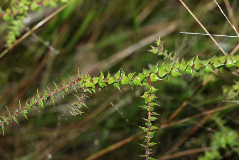 Daviesia villifera, photographed by Greg Tasney