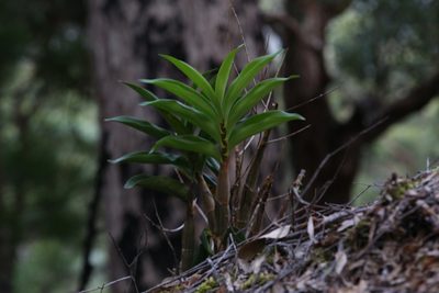 Dendrobium jonesii, photographed by Hugo Innes