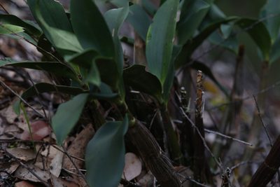 Dendrobium jonesii, photographed by Hugo Innes