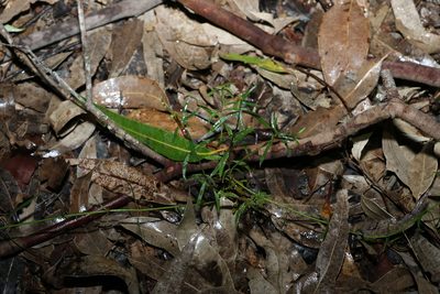 Opercularia diphylla, photographed by Greg Tasney