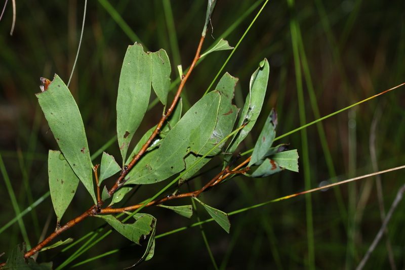 Hakea florulenta, photographed by Greg Tasney