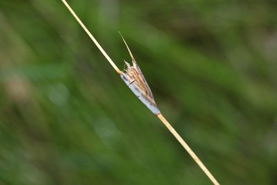 Ptilothrix deusta, photographed by Greg Tasney