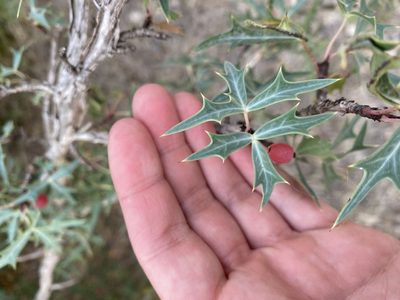 Berberis trifoliolata, photographed by Haley Daniels