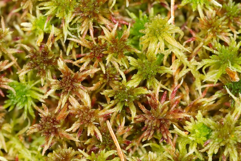 Sphagnum russowii, photographed by David Sandler