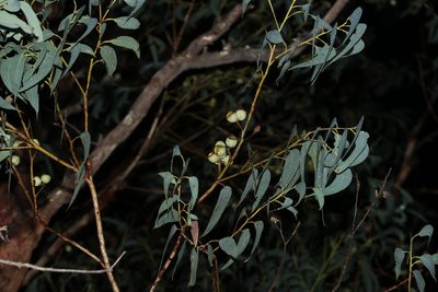 Eucalyptus planchoniana, photographed by Greg Tasney