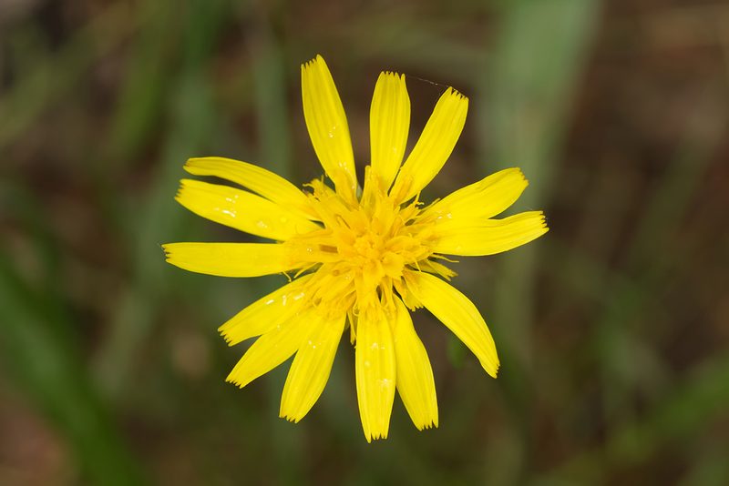 Scorzonera humilis, photographed by David Sandler