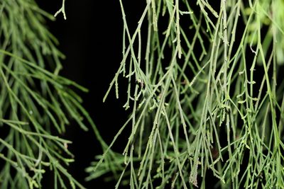 Exocarpos cupressiformis, photographed by Greg Tasney