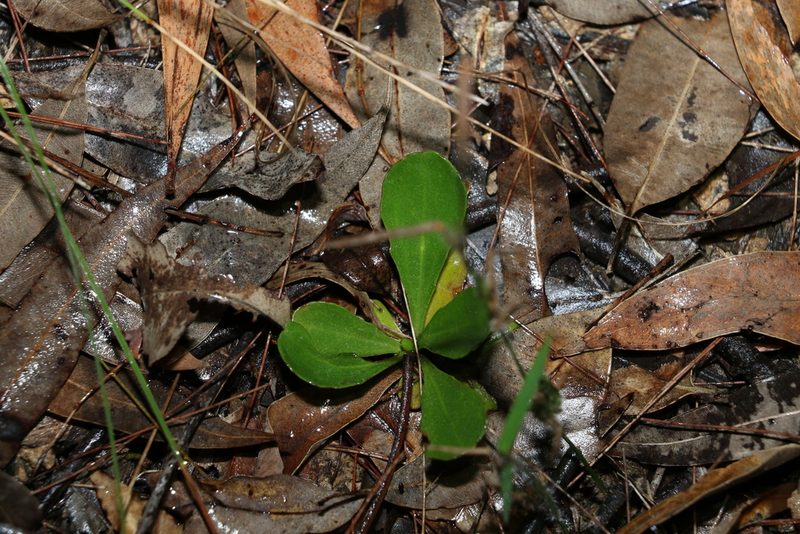 Goodenia mystrophylla, photographed by Greg Tasney
