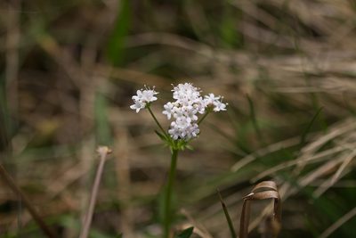 Valeriana dioica, photographed by David Sandler