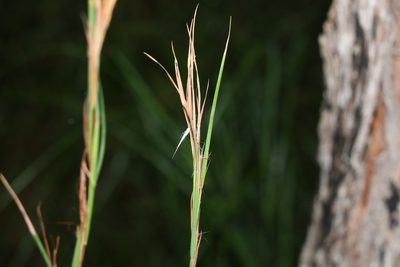 Andropogon virginicus, photographed by Greg Tasney