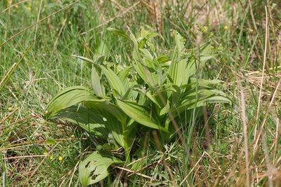 Veratrum album, photographed by David Sandler
