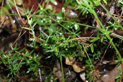 Acrotriche aggregata, photographed by Greg Tasney