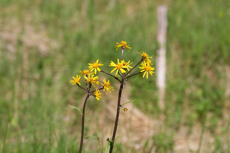 Tephroseris crispa, photographed by David Sandler