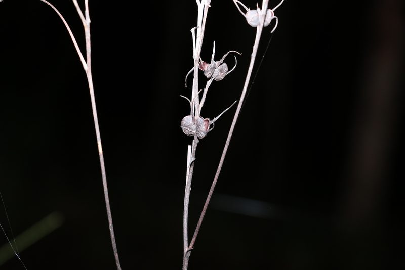 Haemodorum austroqueenslandicum, photographed by Greg Tasney