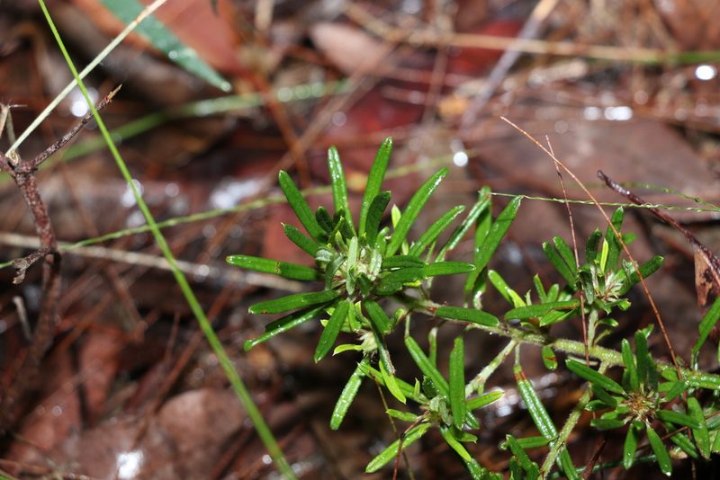 Pultenaea petiolaris, photographed by Greg Tasney