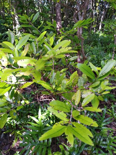 Erythroxylum sideroxyloides, photographed by Ben