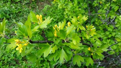 Ribes aureum, photographed by Vladimir Atachkin