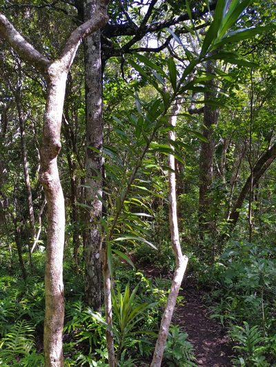 Dracaena reflexa, photographed by Ben