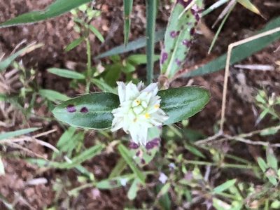 Gomphrena celosioides, photographed by Caroline Voget