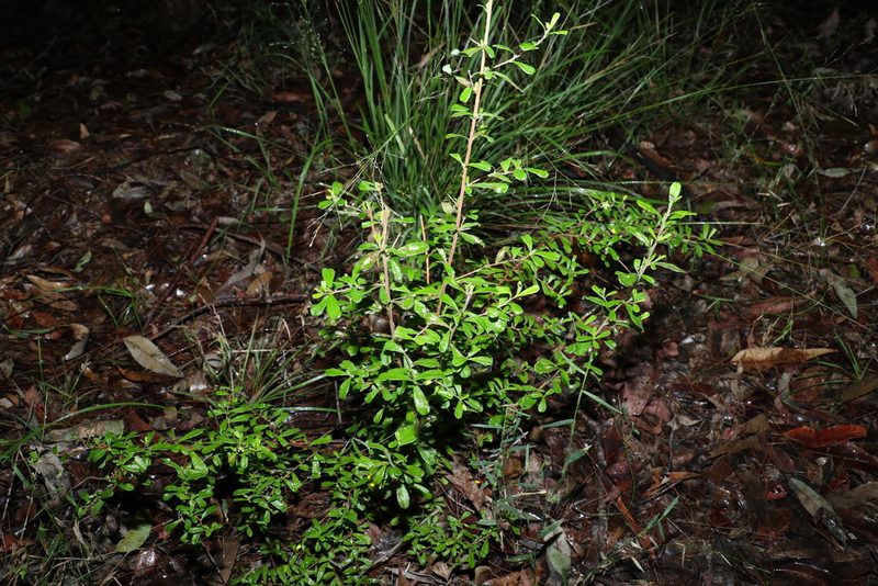 Hibbertia aspera, photographed by Greg Tasney