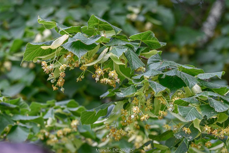 Tilia platyphyllos, photographed by Murielle Desrois