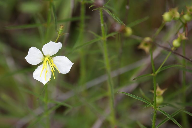 Rhexia mariana, photographed by Lauren McLaurin