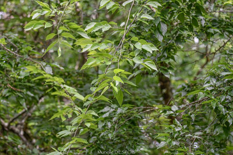 Celtis australis, photographed by Murielle Desrois