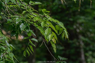 Celtis australis, photographed by Murielle Desrois