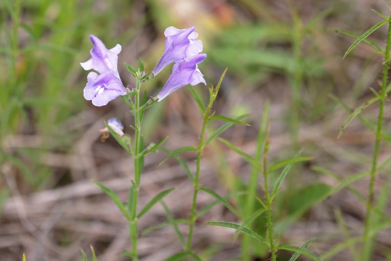 Scutellaria integrifolia, photographed by Lauren McLaurin