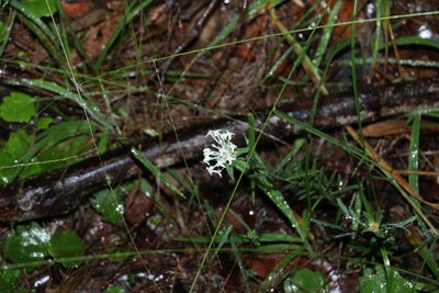 Pimelea linifolia, photographed by Greg Tasney