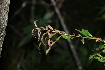 Melaleuca lophantha, photographed by Greg Tasney