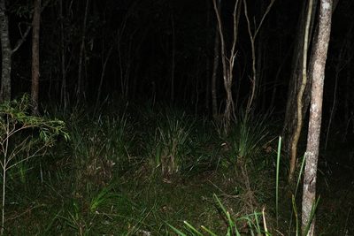 Lomandra longifolia, photographed by Greg Tasney