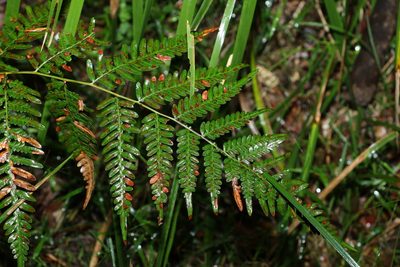 Pteridium esculentum, photographed by Greg Tasney