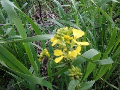 Mutarda arvensis, photographed by Сергей Голубев