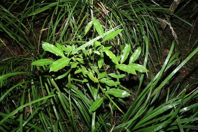 Cryptocarya microneura, photographed by Greg Tasney