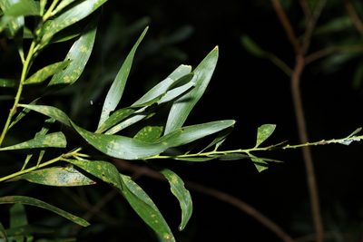 Acacia maidenii, photographed by Greg Tasney
