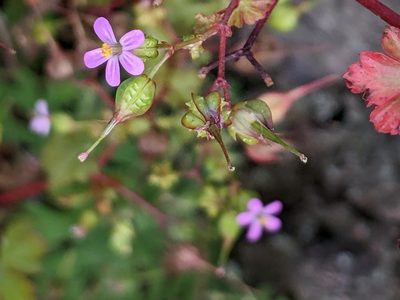 Geranium lucidum, photographed by Piermario Maculan
