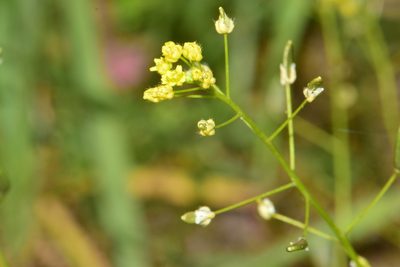 Draba nemorosa, photographed by Поляков Александр