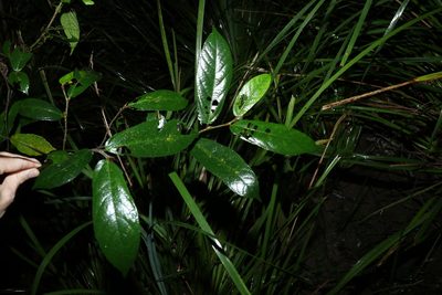 Ficus coronata, photographed by Greg Tasney