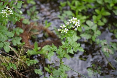 Cardamine amara, photographed by David Sandler