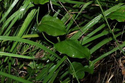 Smilax australis, photographed by Greg Tasney