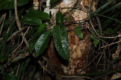 Parsonsia straminea, photographed by Greg Tasney
