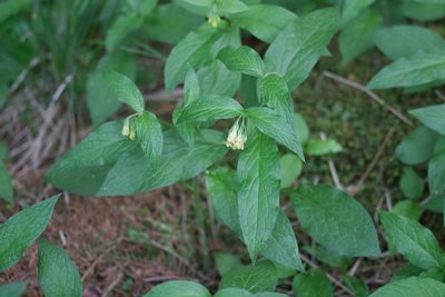 Symphytum tuberosum, photographed by David Sandler