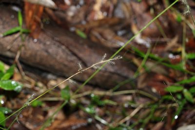 Oplismenus hirtellus, photographed by Greg Tasney