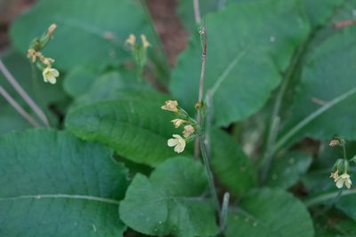 Primula elatior, photographed by David Sandler